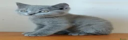 Británico de Pelo Corto gatos en venta: British pelo corto - Anuncio 4