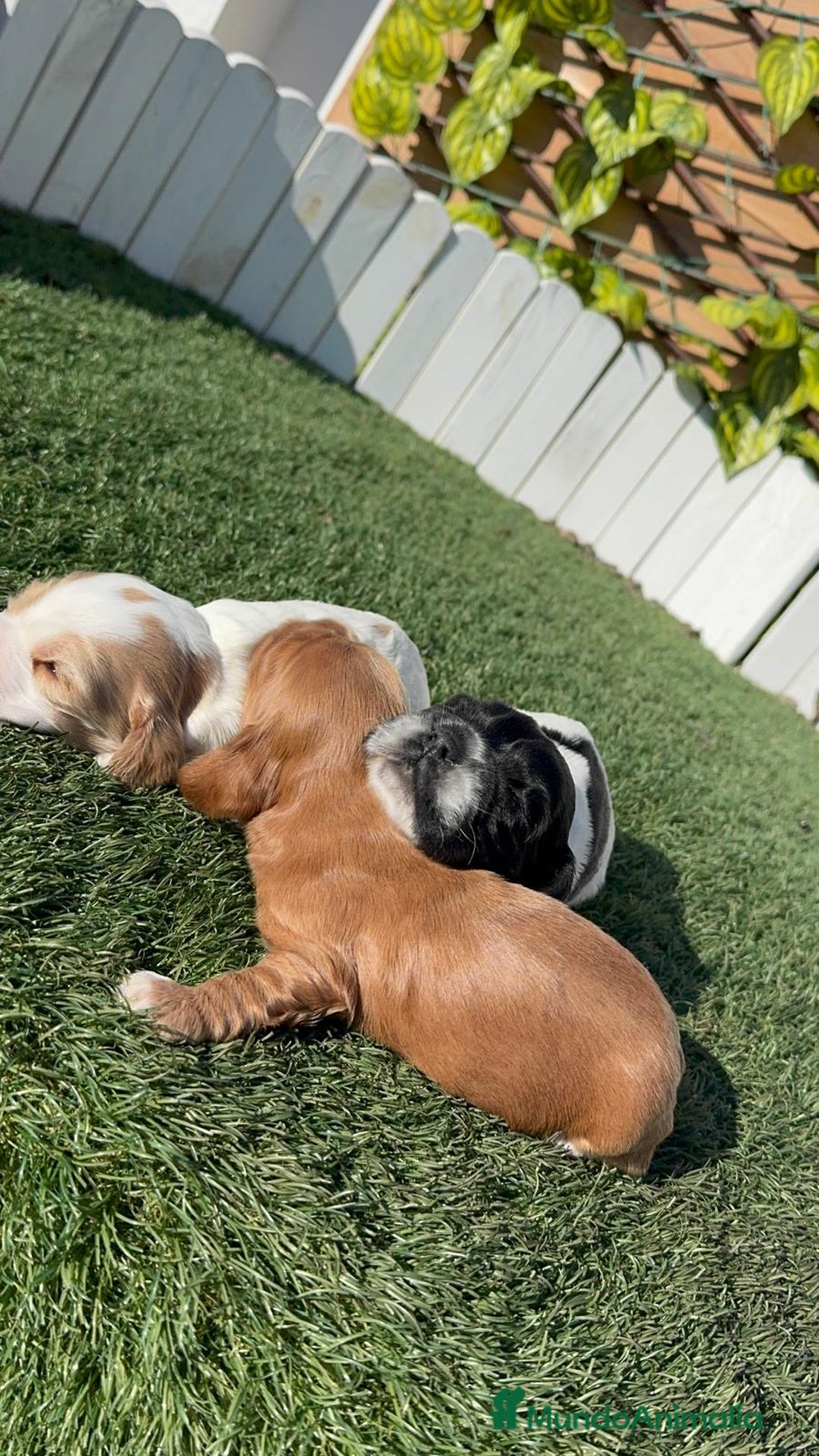 Cocker Spaniel Inglés perros en venta: COCKER SPANIEL INGLES - Anuncio 6