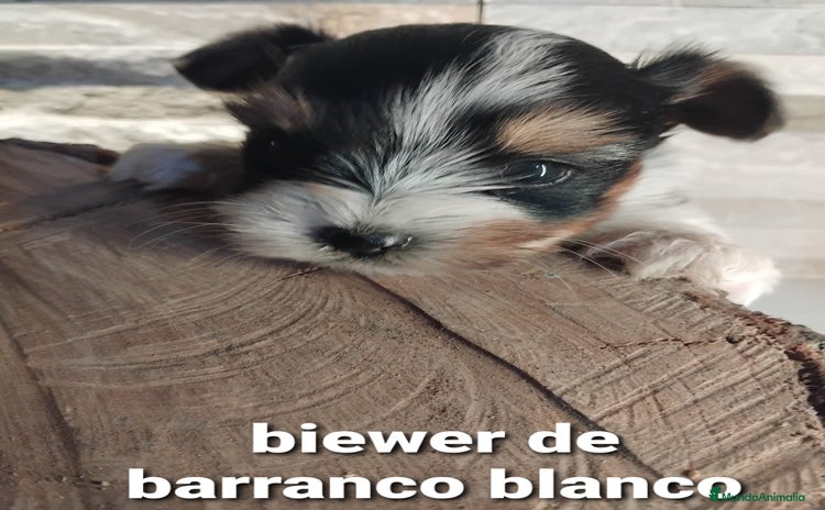 Biewer Yorkshire Terrier a la Pom Pon perros - Anuncio 5