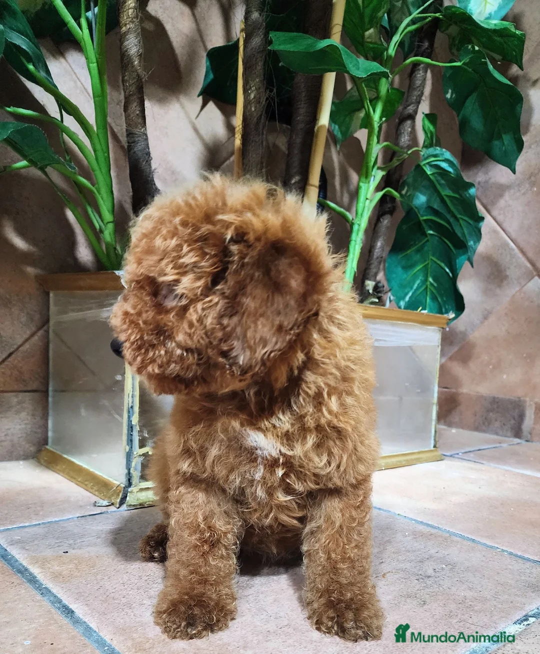 Caniche Toy perros en venta: Caniche toy hembrita pre io real - Anuncio 2
