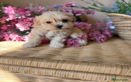 Maltipoo perros en venta: Maltipoo toy hembra (entrega en diciembre) - Imagen 2