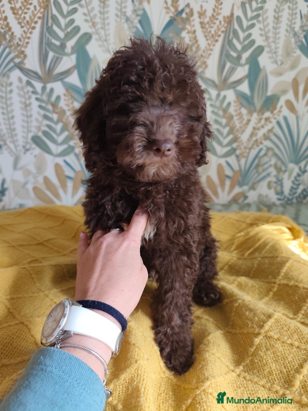 Perro de Agua Español perros en venta: Macho chocolate 🤎 - Imagen 1