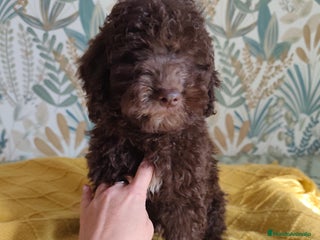 Perro de Agua Español perros - Anuncio 3