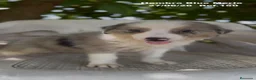 Border Collie perros en venta: Border Collie Hembra Blue Merle - Anuncio 13