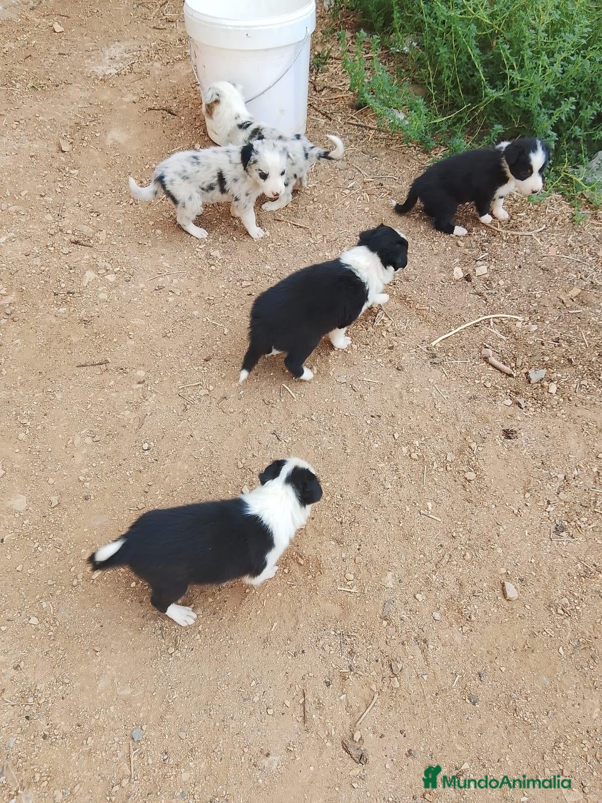 Border Collie perros Preciosos border collie - Anuncio 1