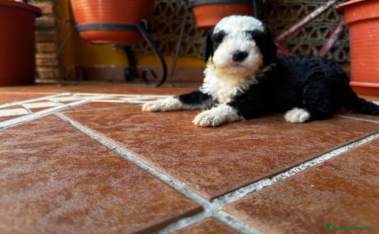Perro de Agua Español perros - Anuncio 7