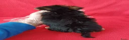Yorkshire Terrier perros en venta: Yorkshire Terrier Mini  - Anuncio 4