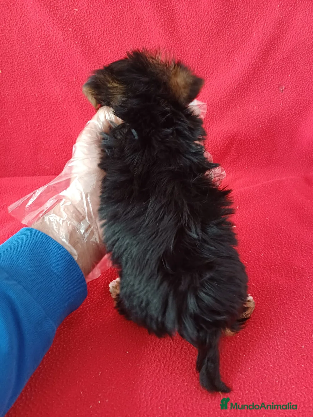 Yorkshire Terrier perros en venta: Yorkshire Terrier Mini  - Anuncio 4