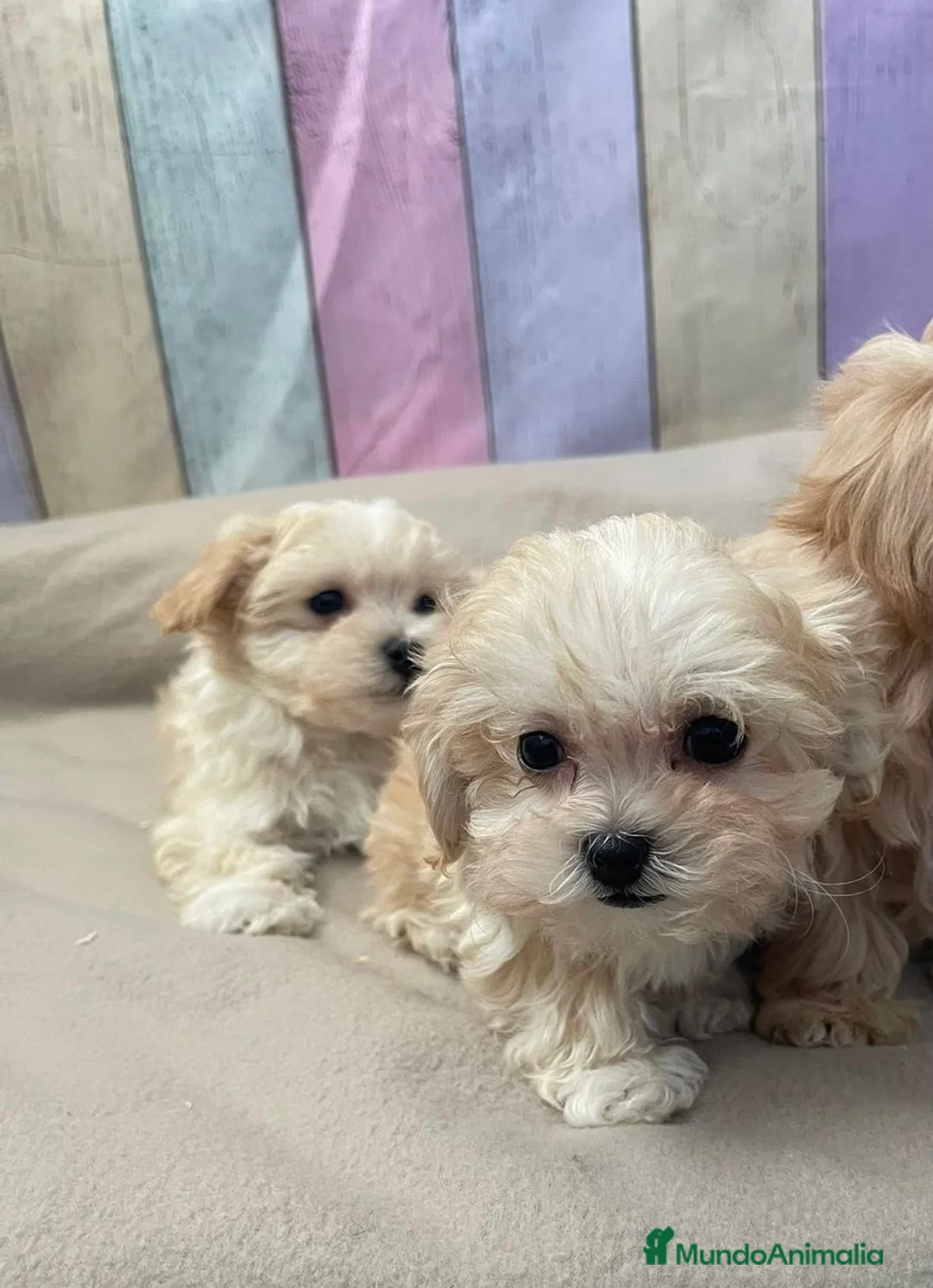 Maltipoo perros en venta: Maltipoo - Anuncio 1