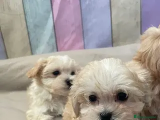 Maltipoo perros Maltipoo - Anuncio 2
