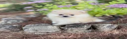 Pomerania perros en venta: Pomerania hembras disponibles toy  - Anuncio 16