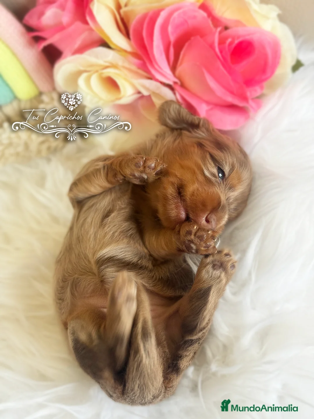 Teckel perros en venta: TUS CAPRICHOS CANINOS /// TECKEL DE PELO LARGO  en Cantabria - Anuncio 6