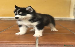 Husky Siberiano perros en venta: cachorros de husky siberiano - Imagen 6