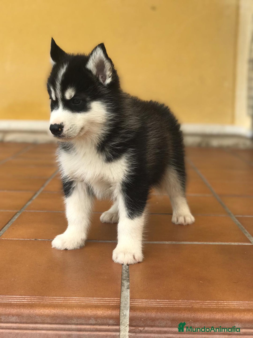 Husky Siberiano perros en venta: cachorros de husky siberiano - Imagen 6