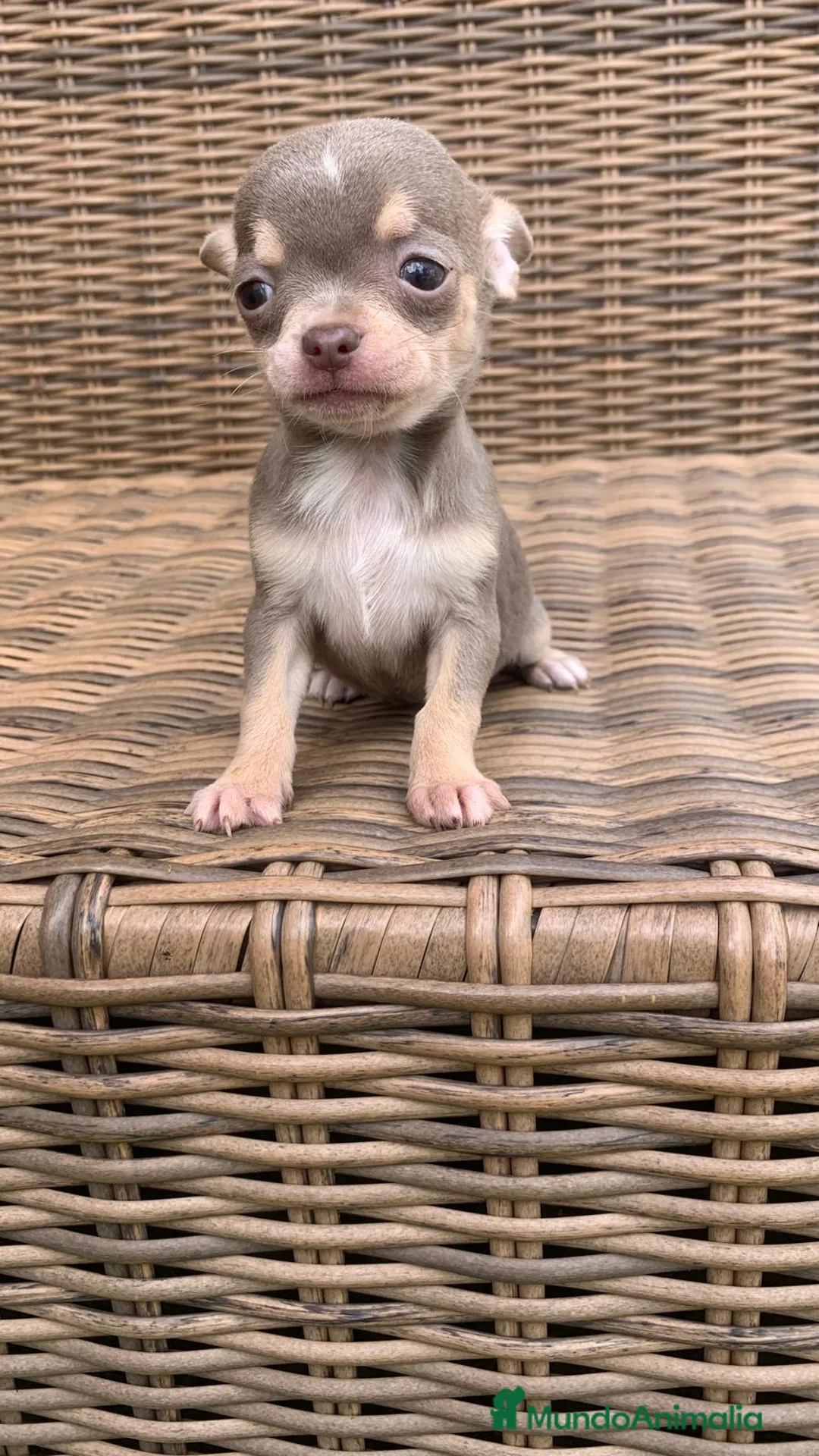 Chihuahua perros en venta: Chihuahuas  en Illes Balears - Anuncio 2