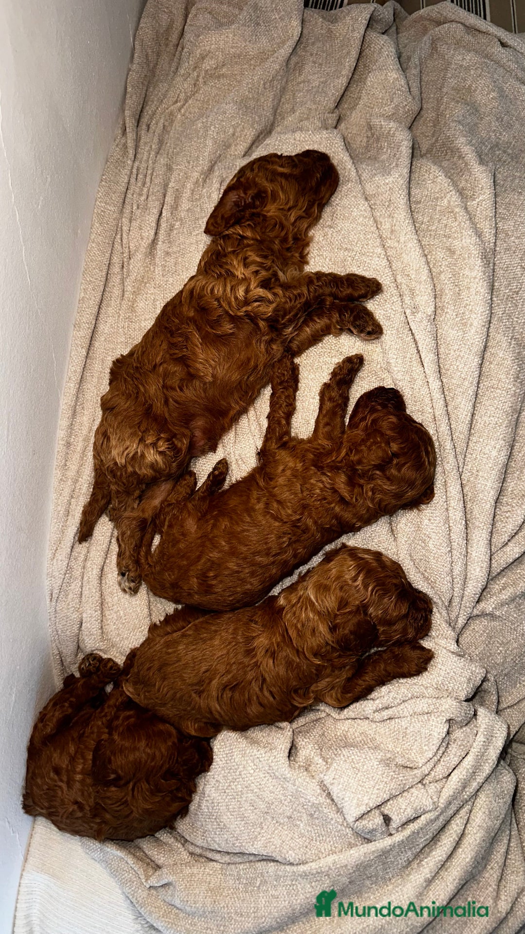 Caniche Toy perros en venta: 4 preciosos caniches toy rojos  - Imagen 3