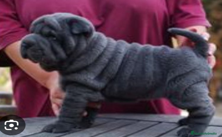 Shar Pei perros - Propaganda 2