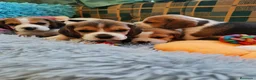 Beagle perros en venta: Bebés Beagles  - Anuncio 1