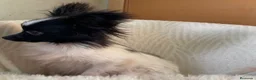 Papillon perros en venta: Papillon - Anuncio 2