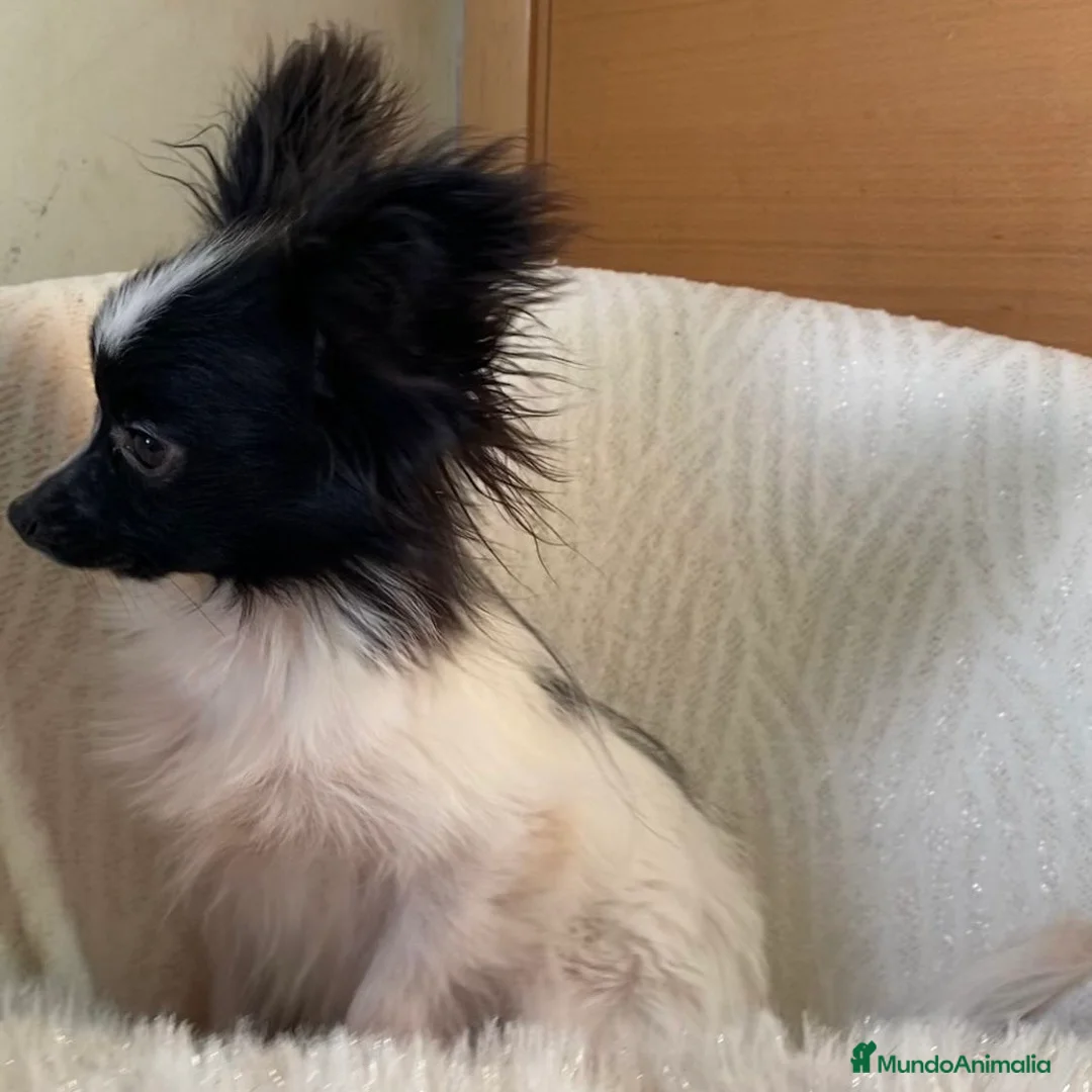 Papillon perros en venta: Papillon - Anuncio 2