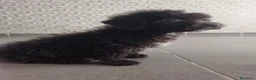 Perro de Agua Español perros en venta: CACHORRO PDA CHOCOLATE  en Zaragoza - Anuncio 2
