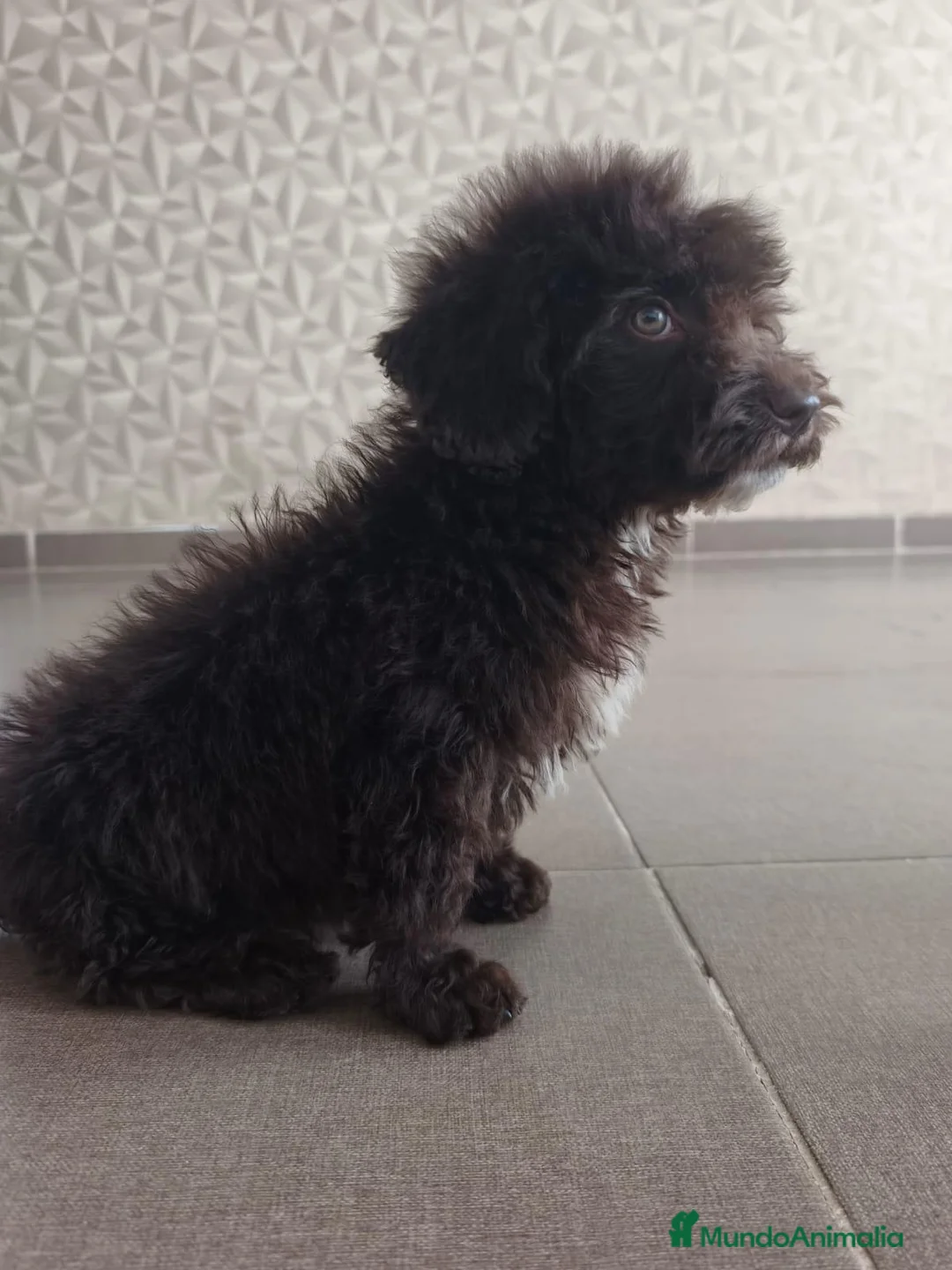 Perro de Agua Español perros en venta: CACHORRO PDA CHOCOLATE  en Zaragoza - Anuncio 2