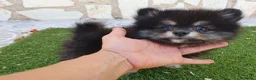 Pomerania perros en venta: Pomerania Toy Top  - Anuncio 6