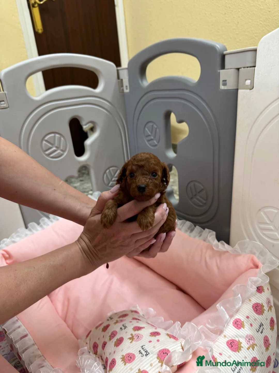 Caniche Toy perros en venta: Caniche Toy macho disponible - Anuncio 2