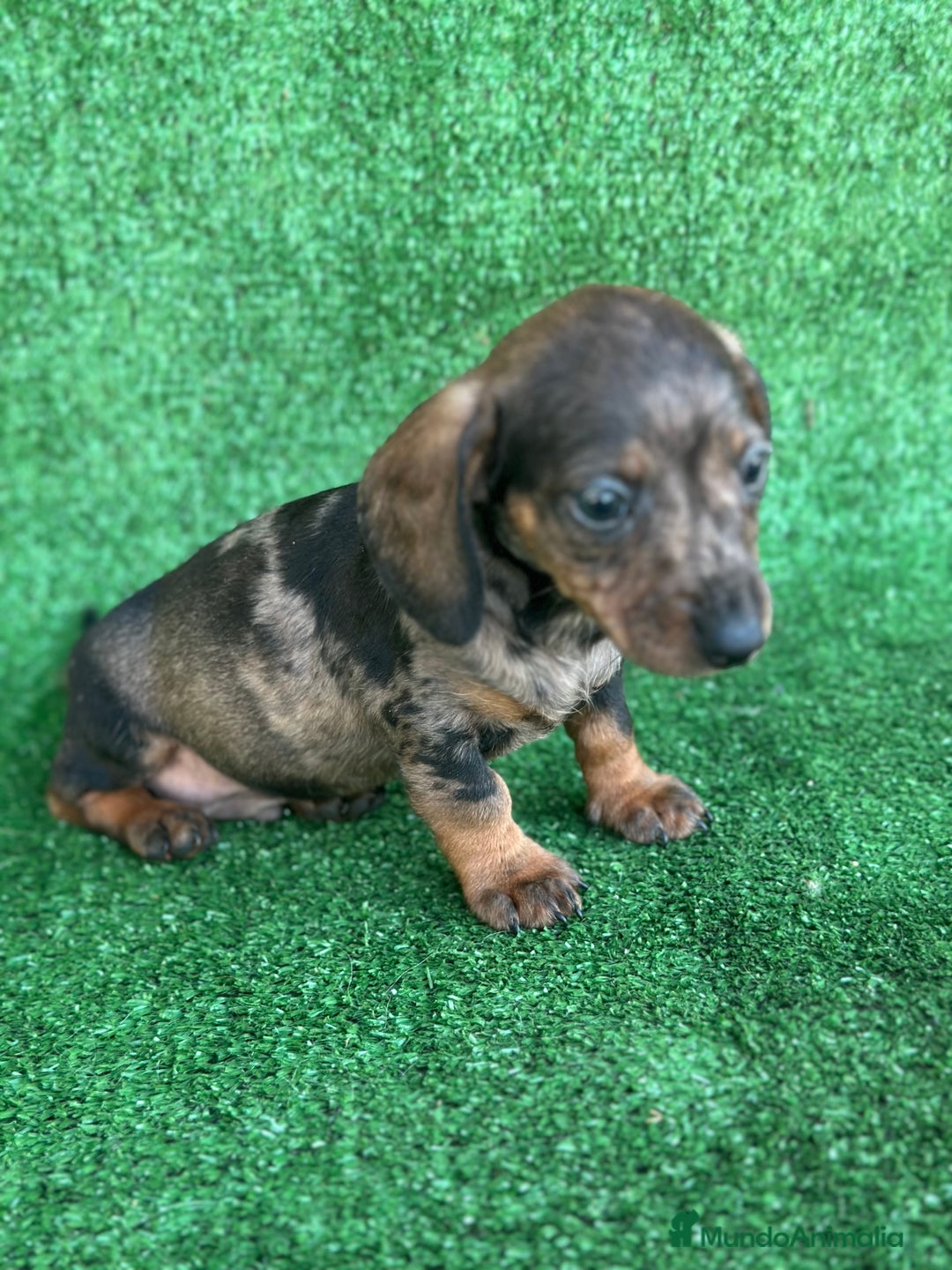 Teckel Miniatura perros en venta: Teckel miniatura  - Imagen 3