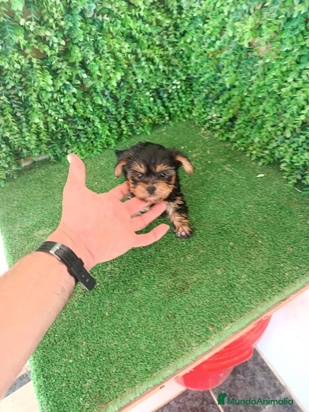 Yorkshire Terrier perros en venta: 🐾✨ Mini Yorkshire Toy Macho – ¡De Bolsillo! ✨🐾 - Imagen 3