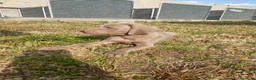 Weimaraner perros en venta: Preciosos bravos de weimar - Anuncio 6