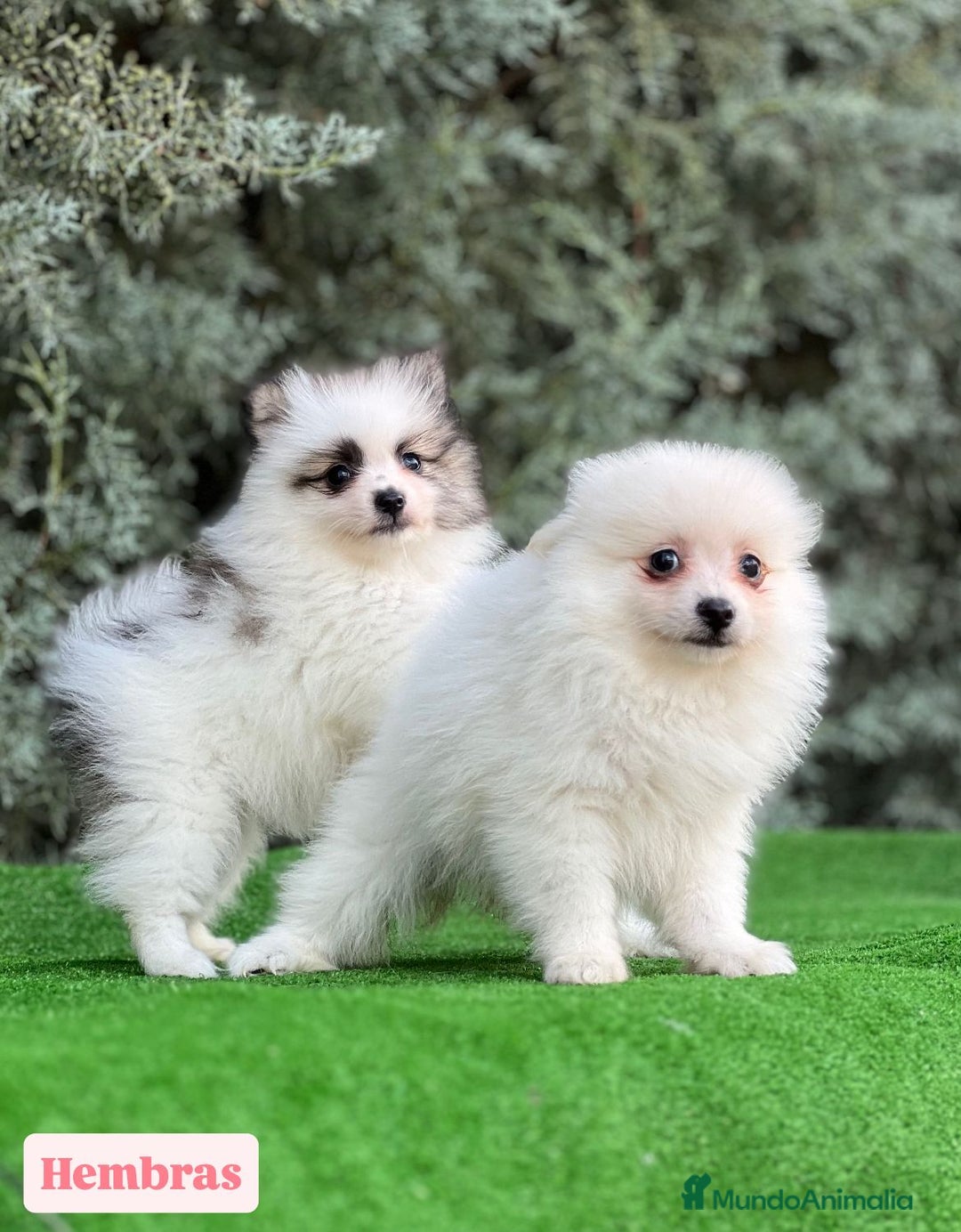 Pomerania perros en venta: Pomerania - Imagen 1