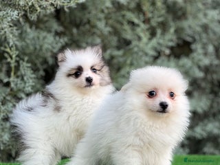 Pomerania perros - Anuncio 35