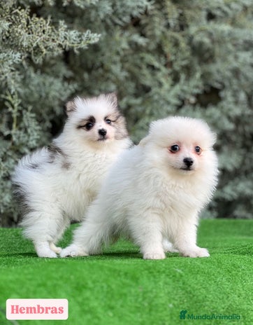 Pomerania perros - Anuncio 8