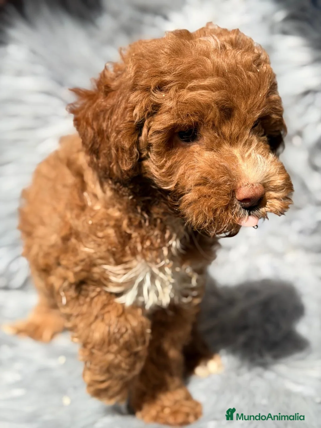 Maltipoo perros en venta: Maltipoo macho  - Anuncio 2