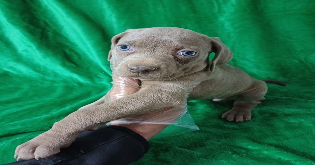 Braco de Weinar en venta en Cádiz | MundoAnimalia