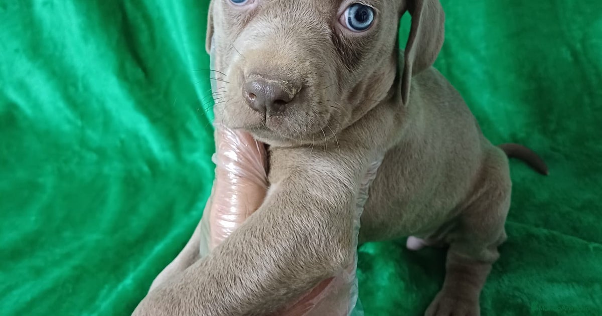 Braco de Weinar en venta en Cádiz | MundoAnimalia