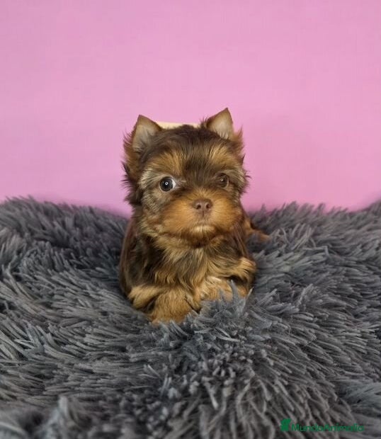Yorkshire Terrier perros Cachorros Yorkshire Chocolate  - Anuncio 6
