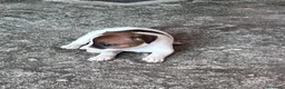 Jack Russell Terrier perros en venta: Cachorros de jack russell  - Anuncio 5