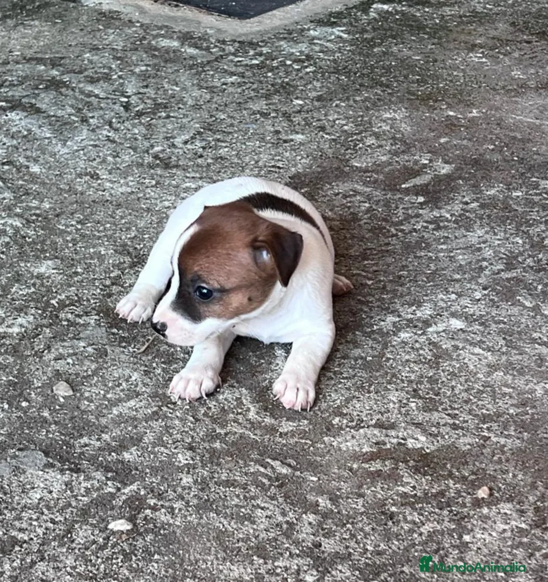 Jack Russell Terrier perros en venta: Cachorros de jack russell  - Anuncio 5
