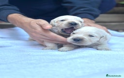 Golden Retriever perros en venta: Preciosos cachorros de Golden retriever - Imagen 2