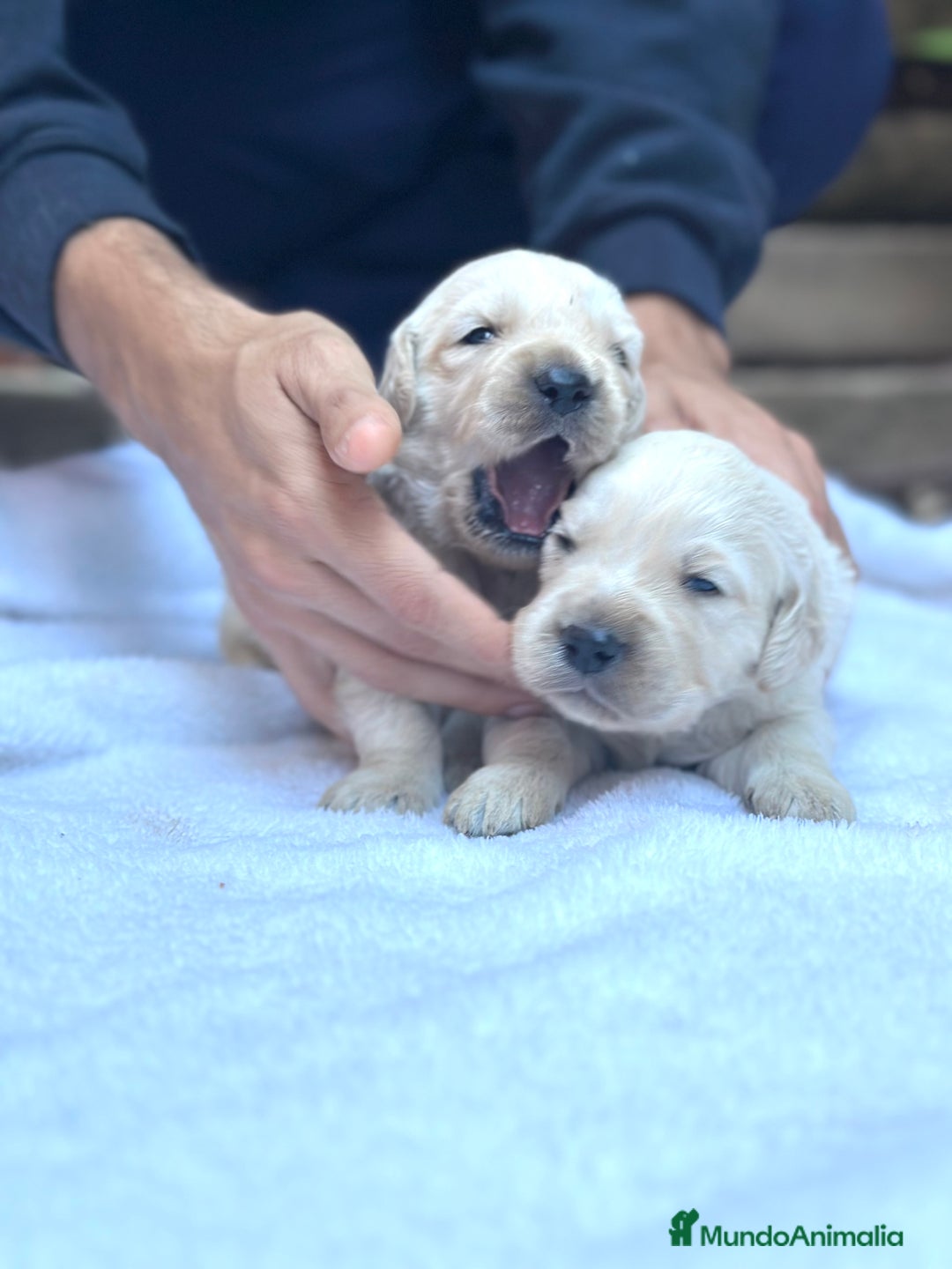 Golden Retriever perros en venta: Preciosos cachorros de Golden retriever - Imagen 2
