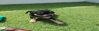 Chihuahua Cachorro 2 negro tan