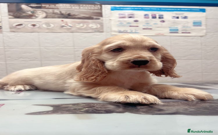 Cocker Spaniel Inglés perros - Propaganda 1