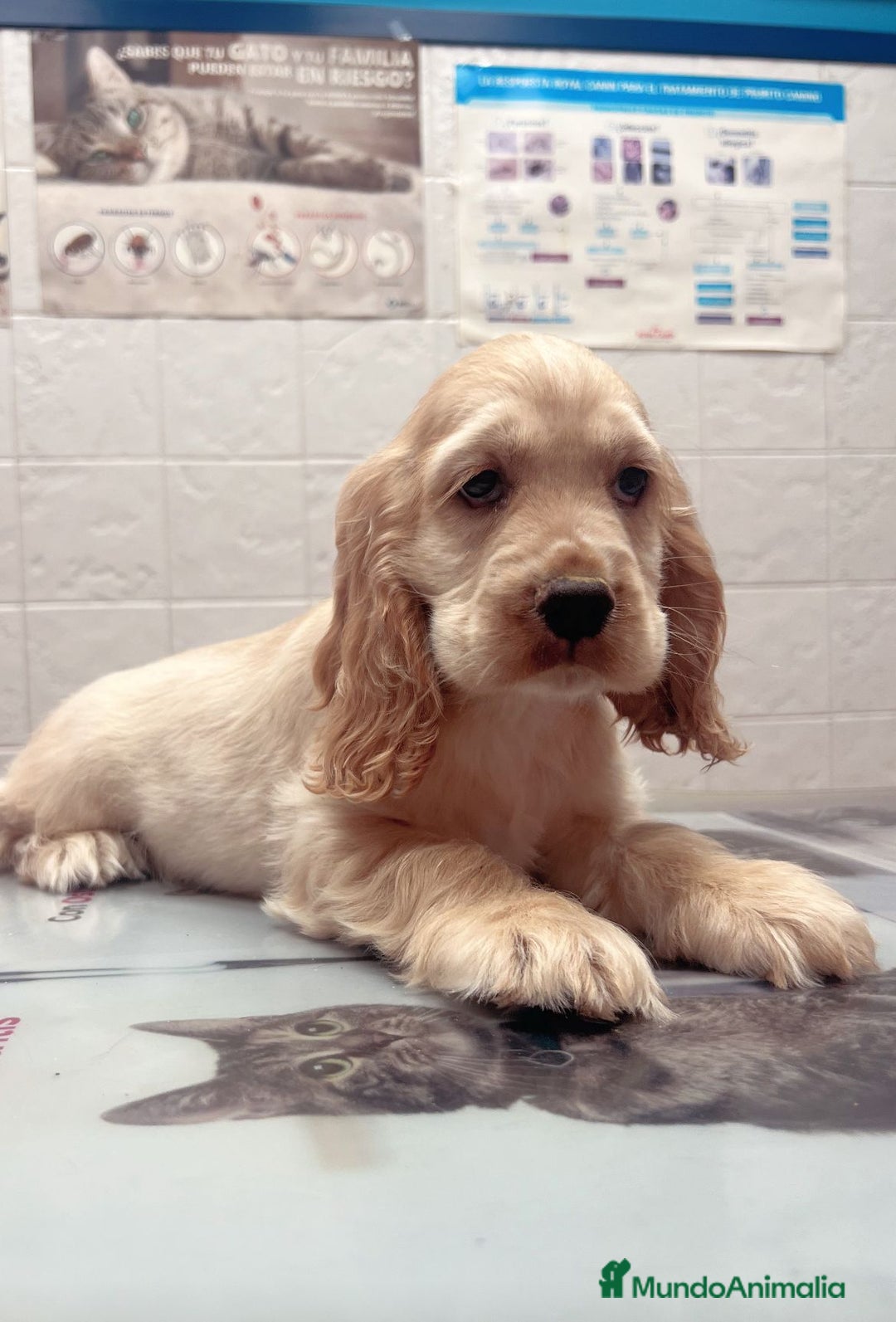 Cocker Spaniel Inglés perros en venta: Cocker - Imagen 1