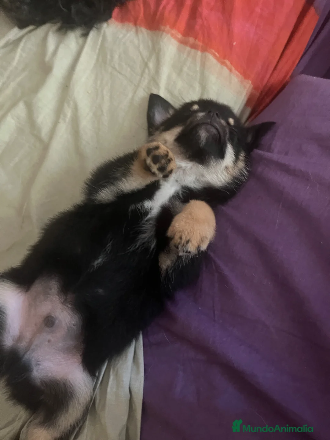 Pomerania perros en venta: Pomerania macho negro fuego - Anuncio 2