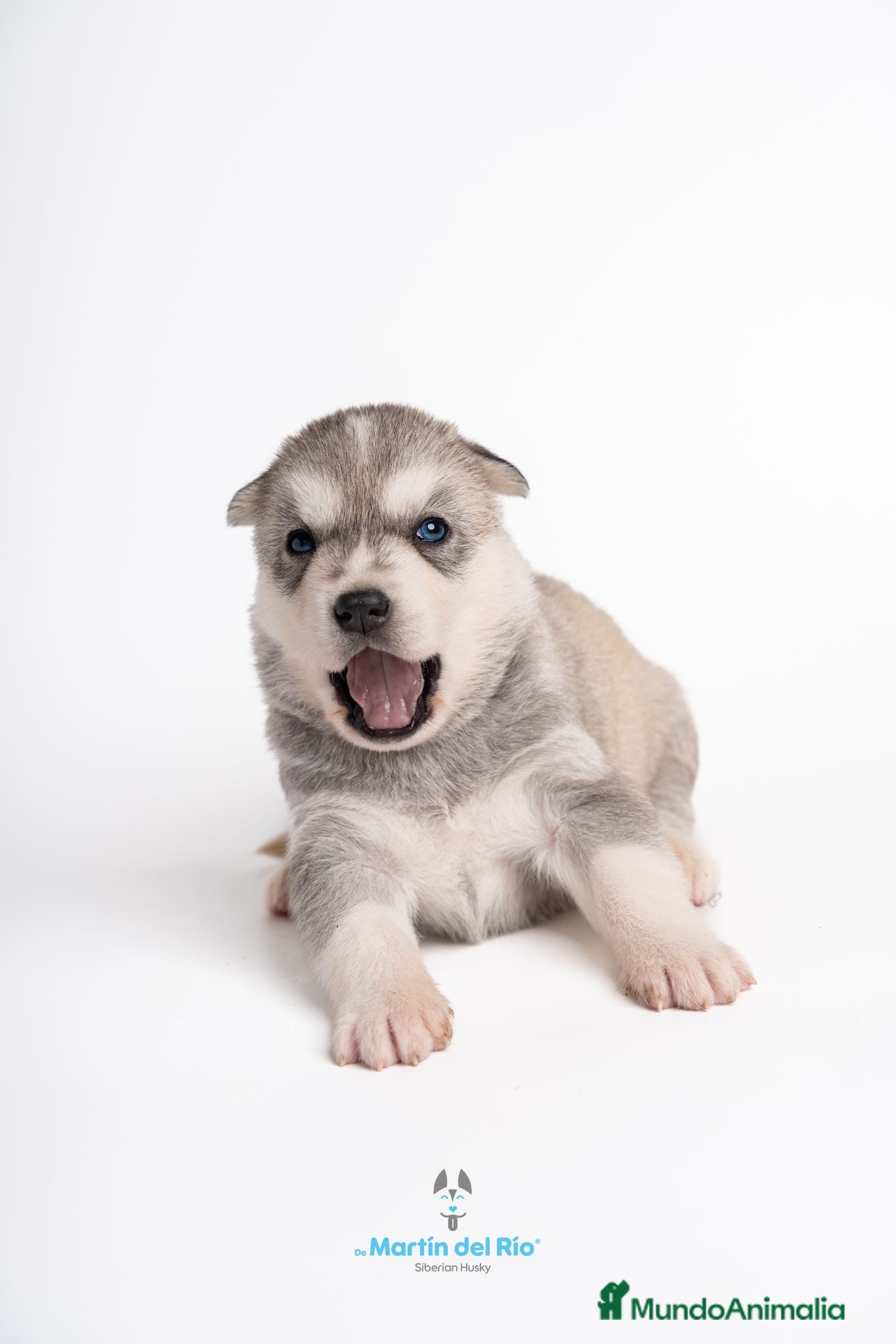 Husky Siberiano perros Husky Siberiano - Cachorros - Anuncio 2