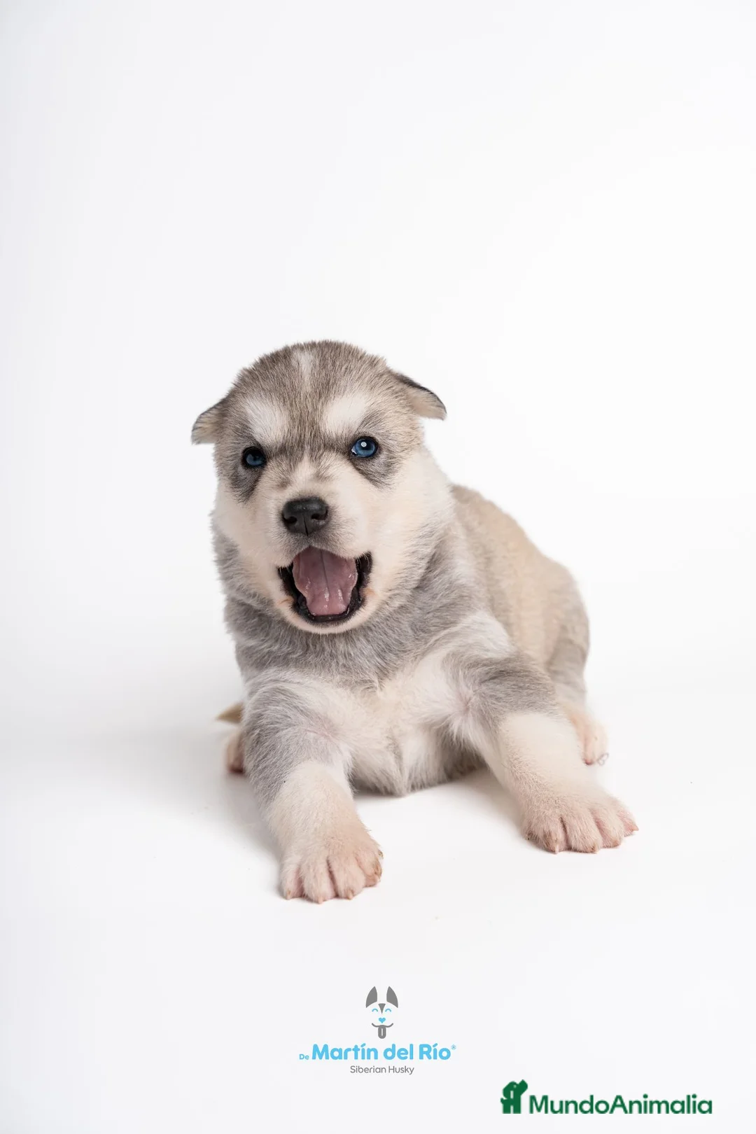Husky Siberiano perros en venta: Husky Siberiano - Cachorros - Anuncio 2