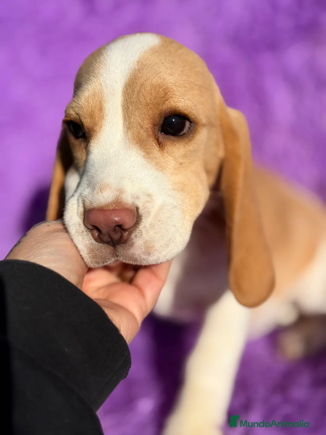 Beagle perros en venta: Beagle hembra limón   - Anuncio 6