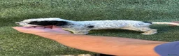 Perro de Agua Español perros en venta: Perro de aguas español - Anuncio 7